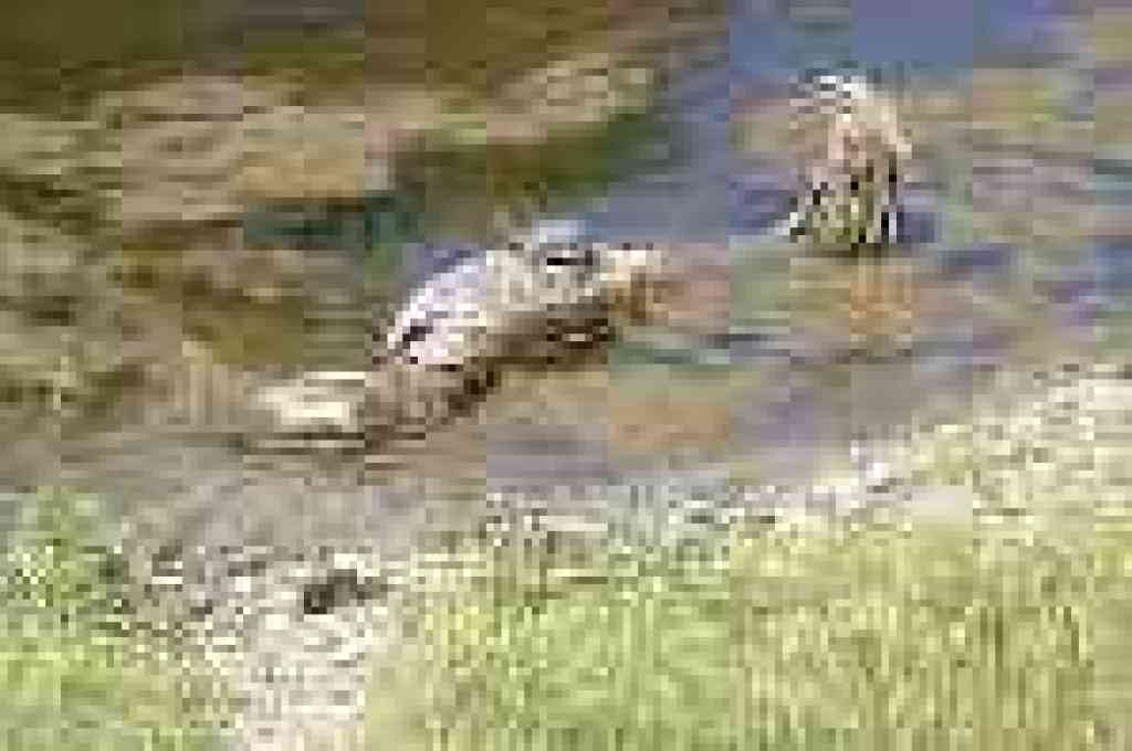 Turtle