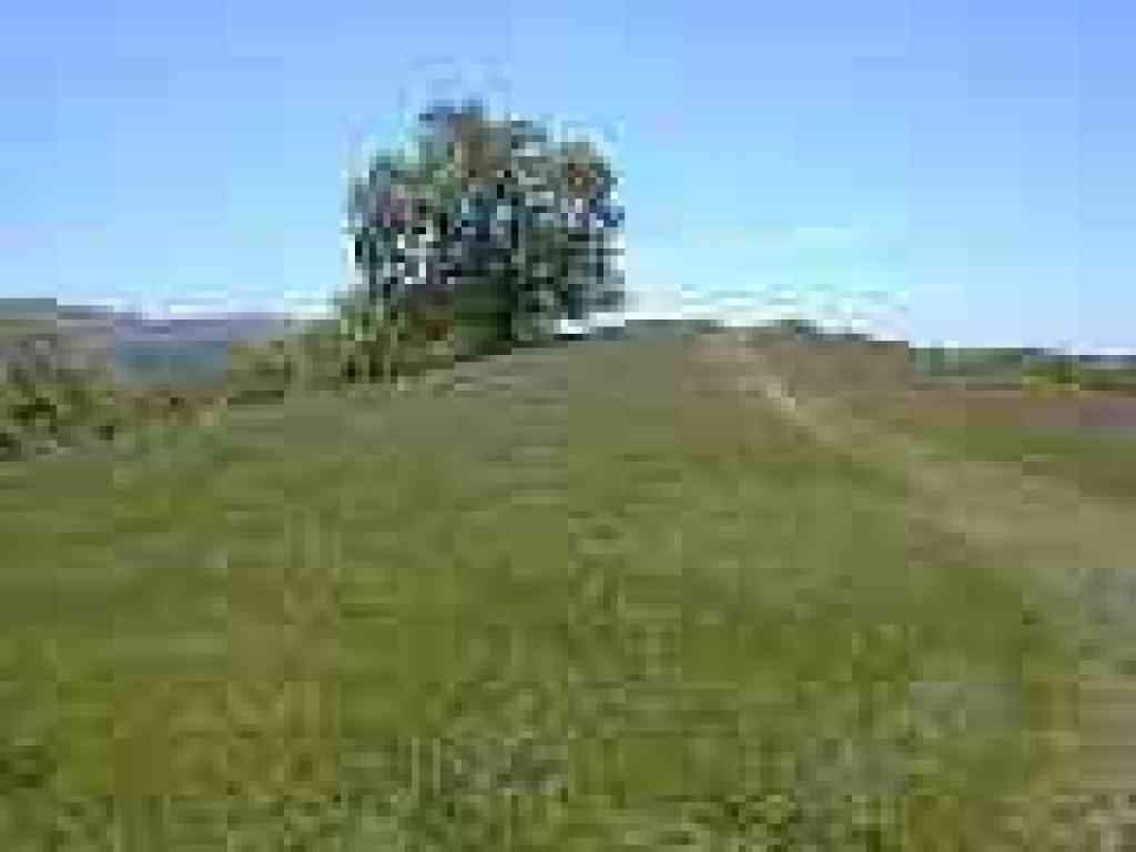 Trails levels out
