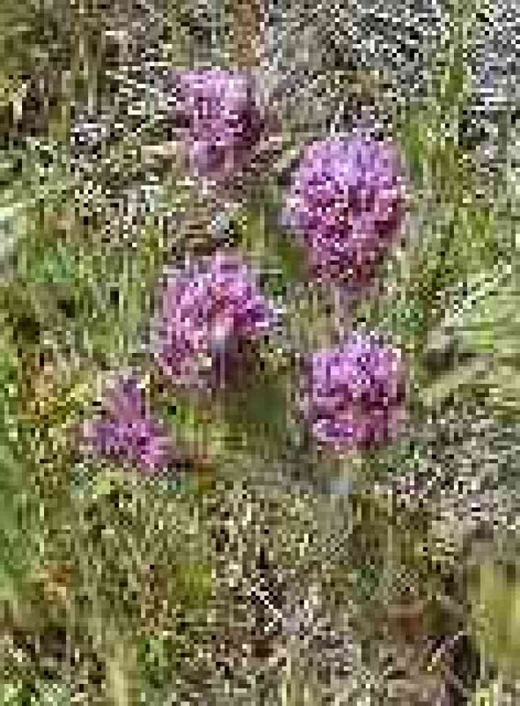 Owl's clover