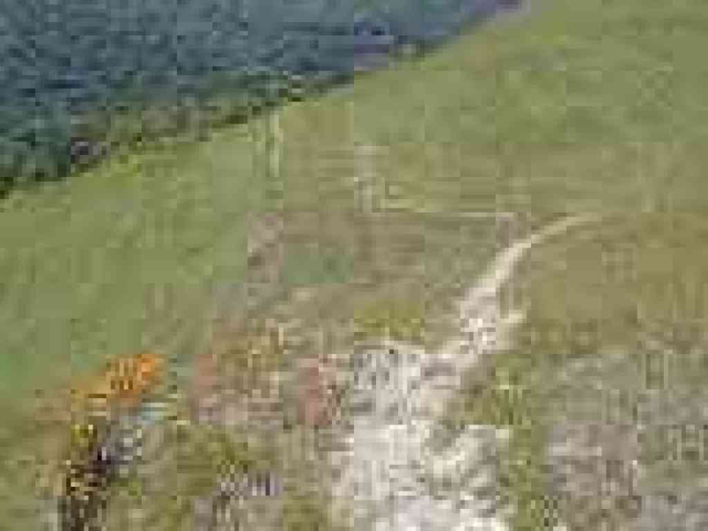Trail and poppies