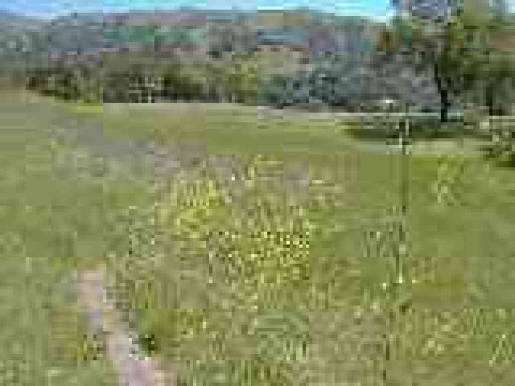 Flowers dot grassland