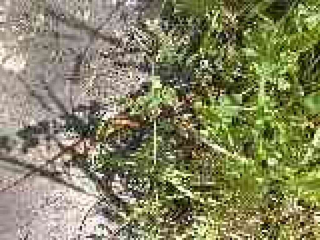 Skink