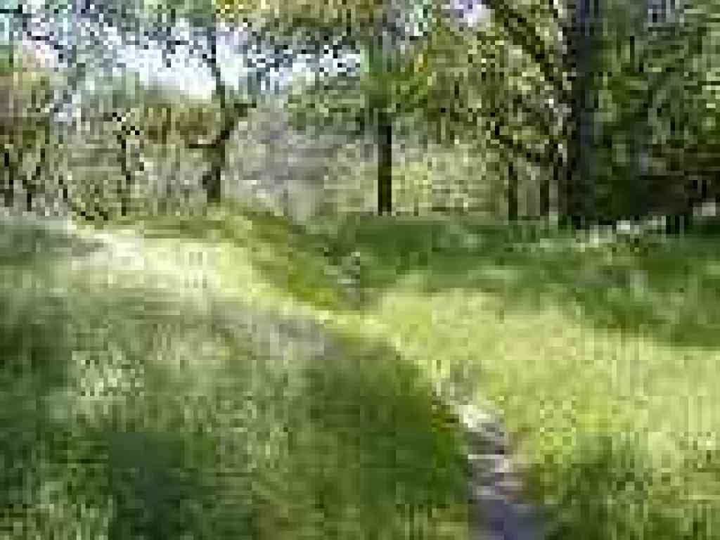 Tall grass