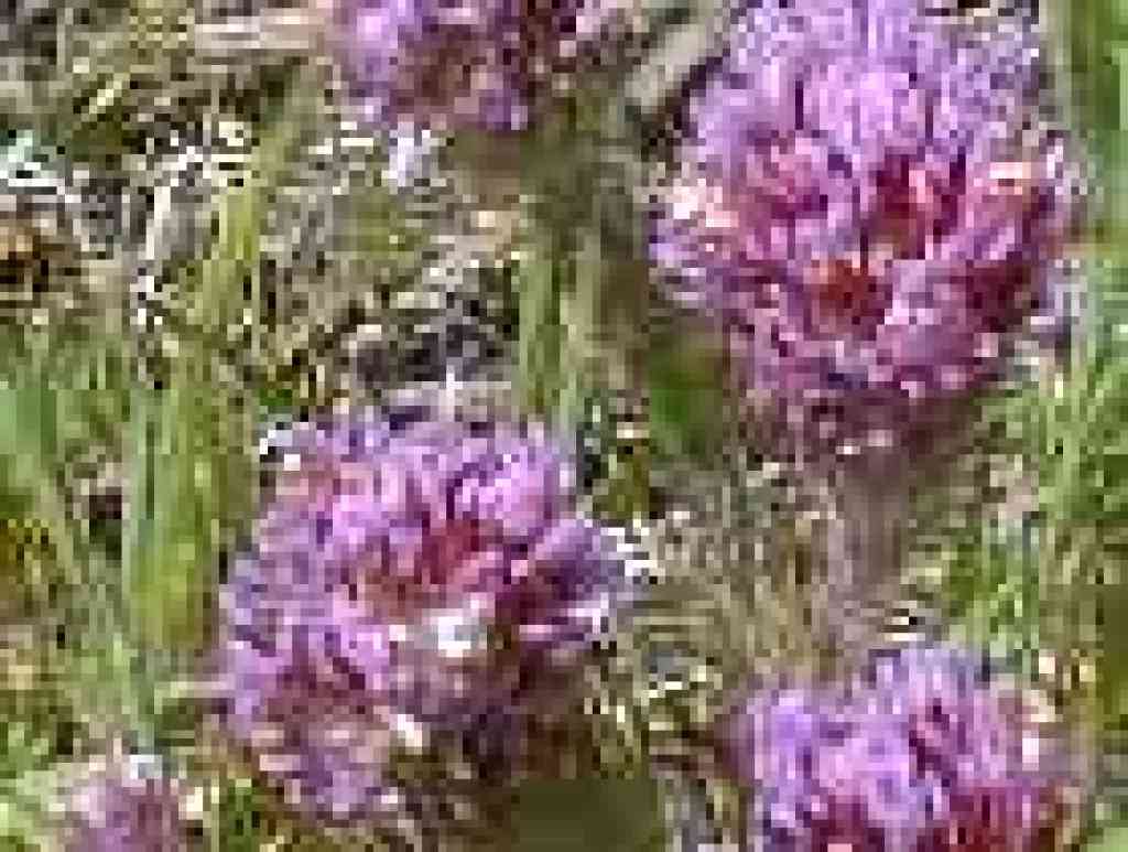 Photo of owl's clover