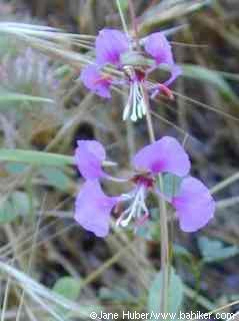 Elegant clarkia