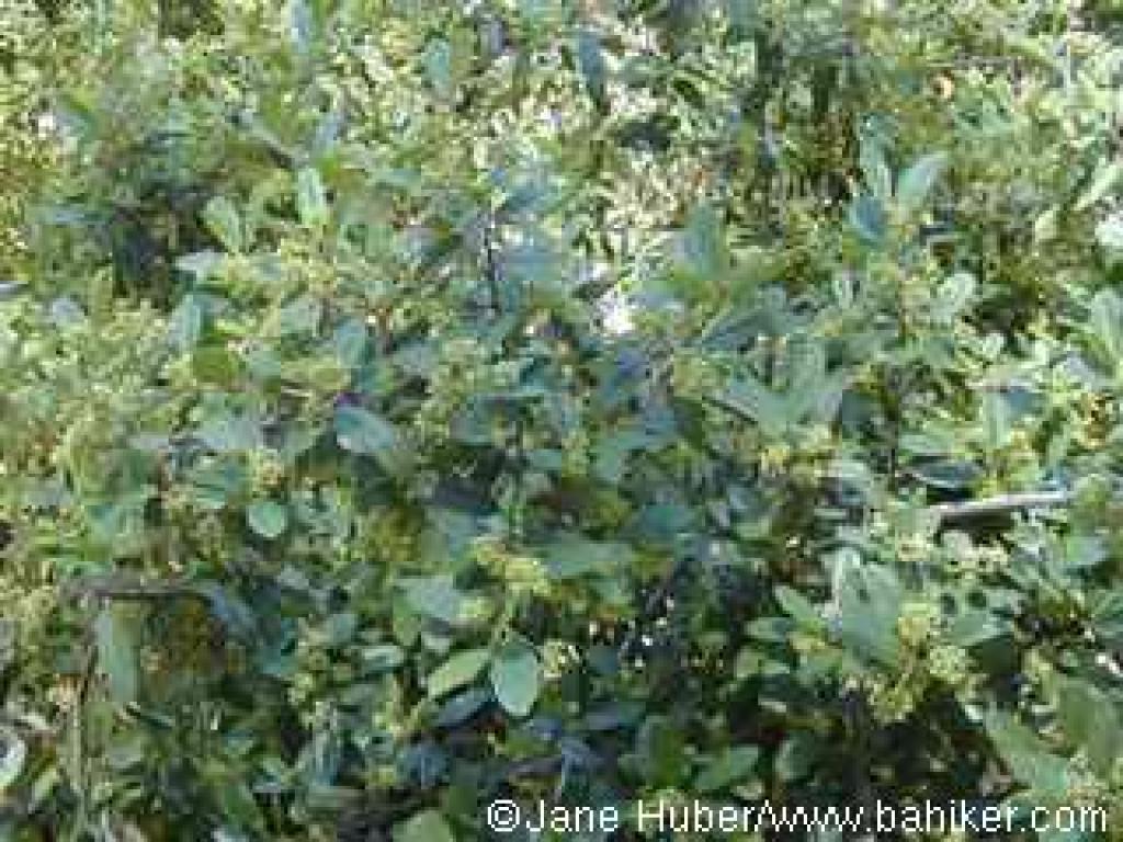 Coffeeberry
