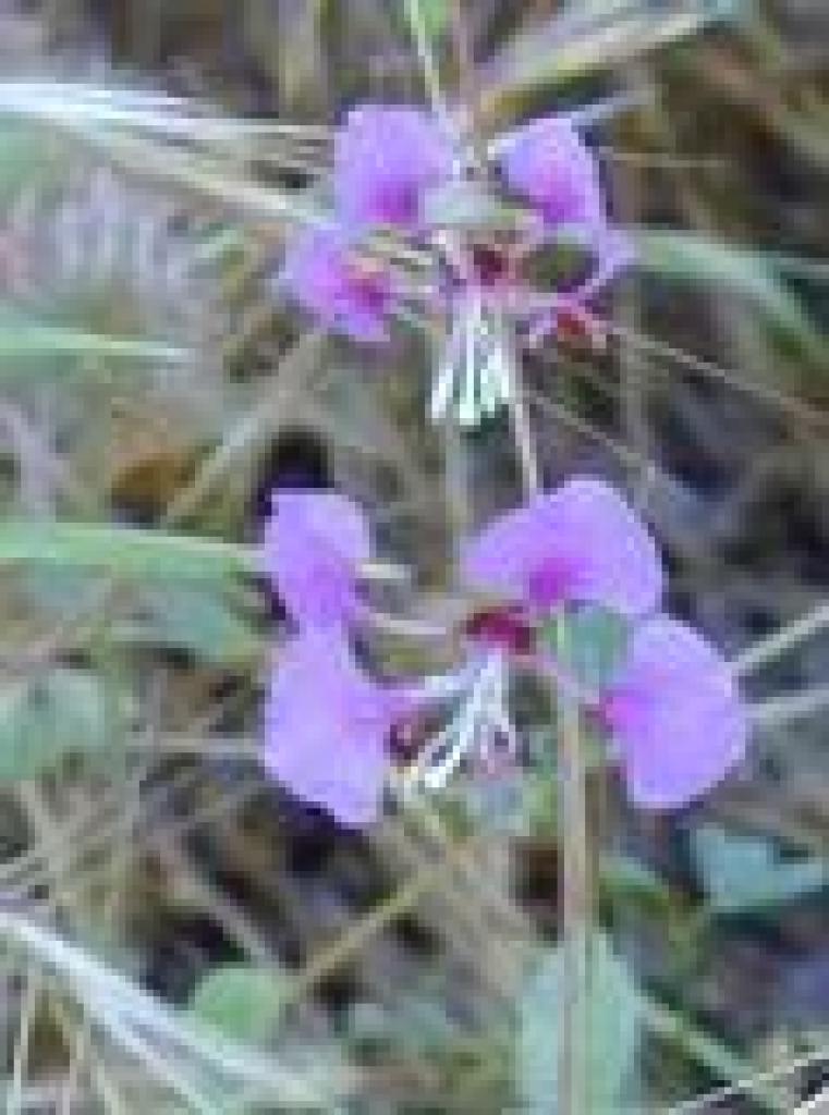 Elegant clarkia