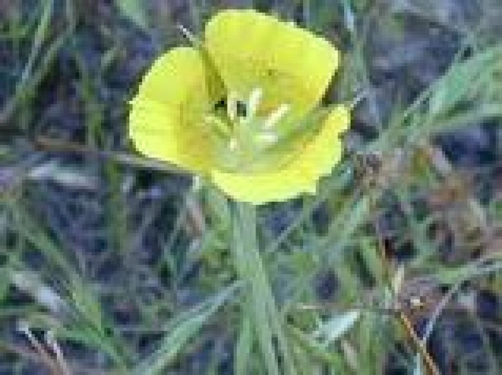 Yellow mariposa lily