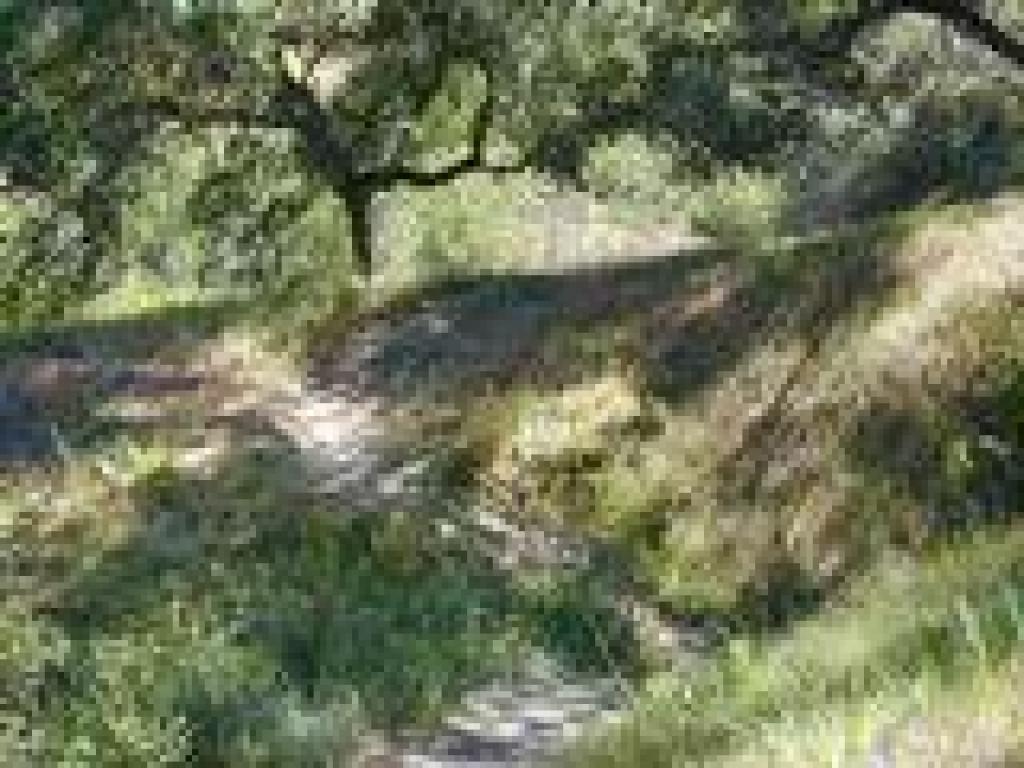 Indian Joe Creek Trail
