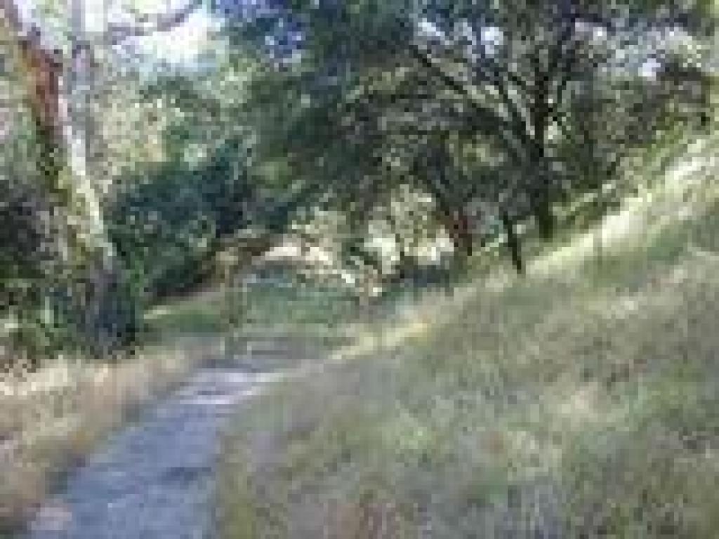 Cattle gate