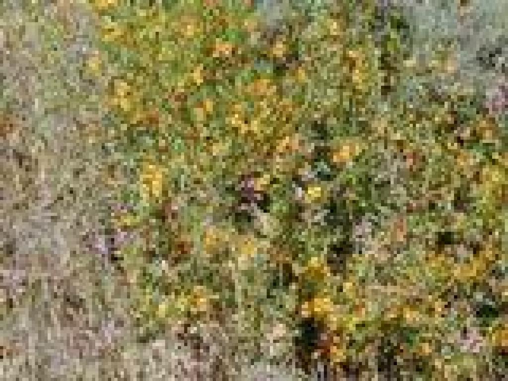 Monkeyflower