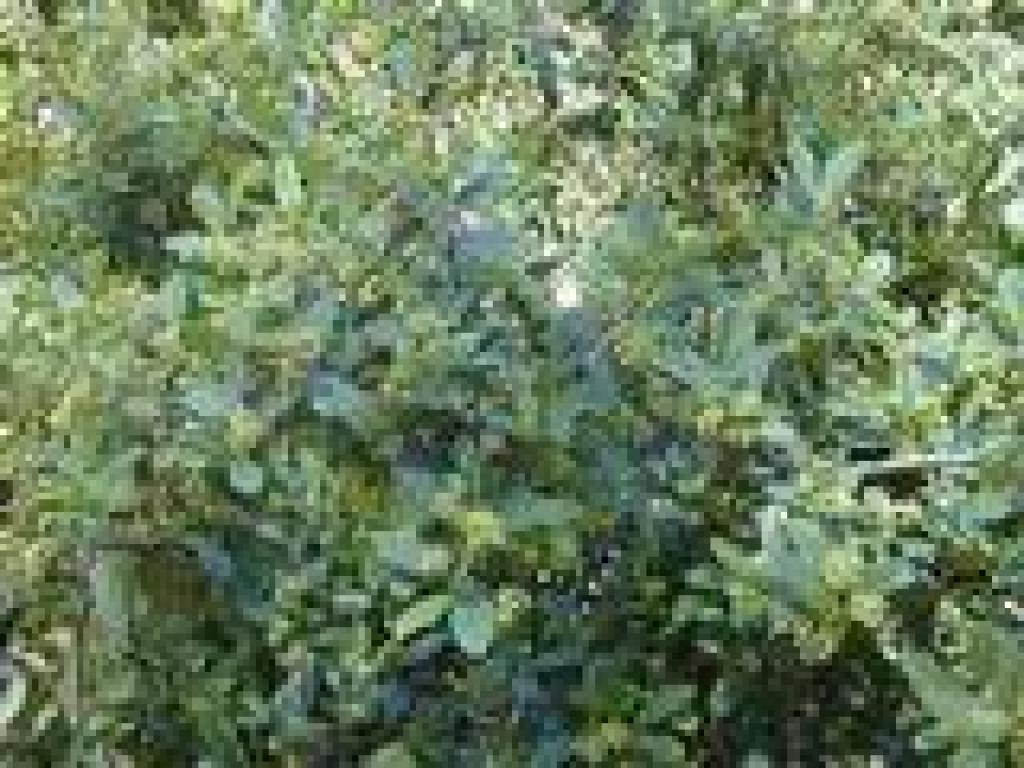 California coffeeberry