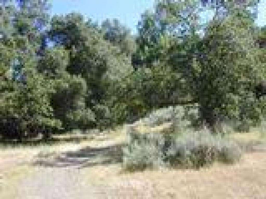 Sagebrush along the trail