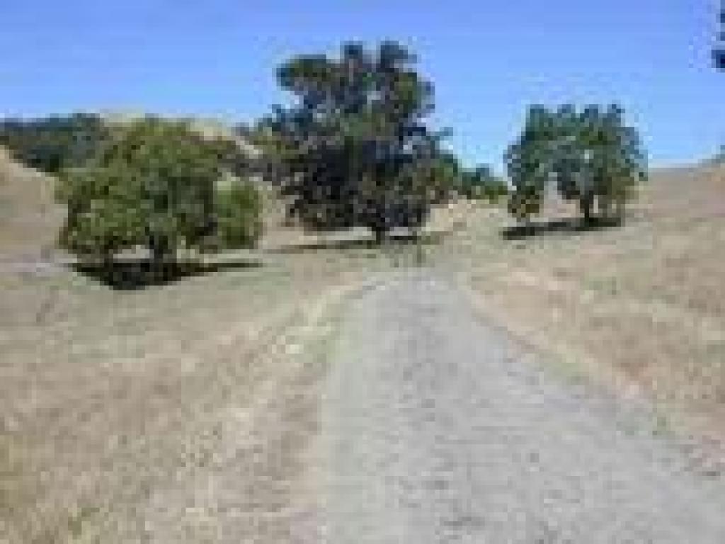 Three bigs trees