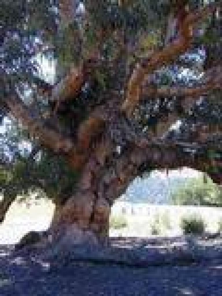 Eucalyptus