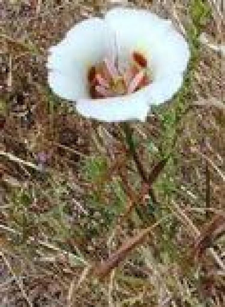 White mariposa lily