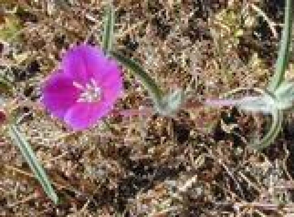 Clarkia