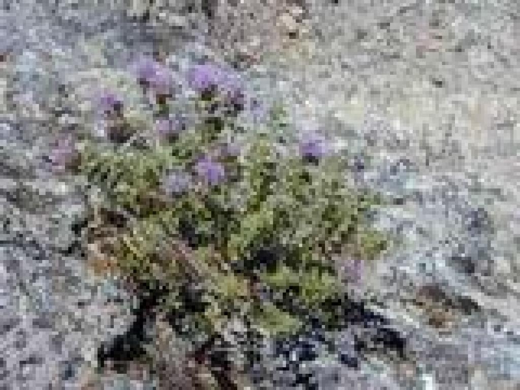 Coyote mint