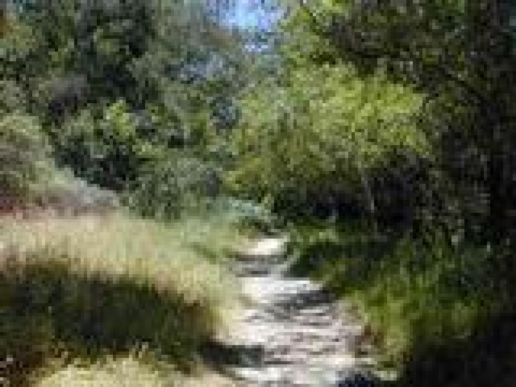 Along the creek