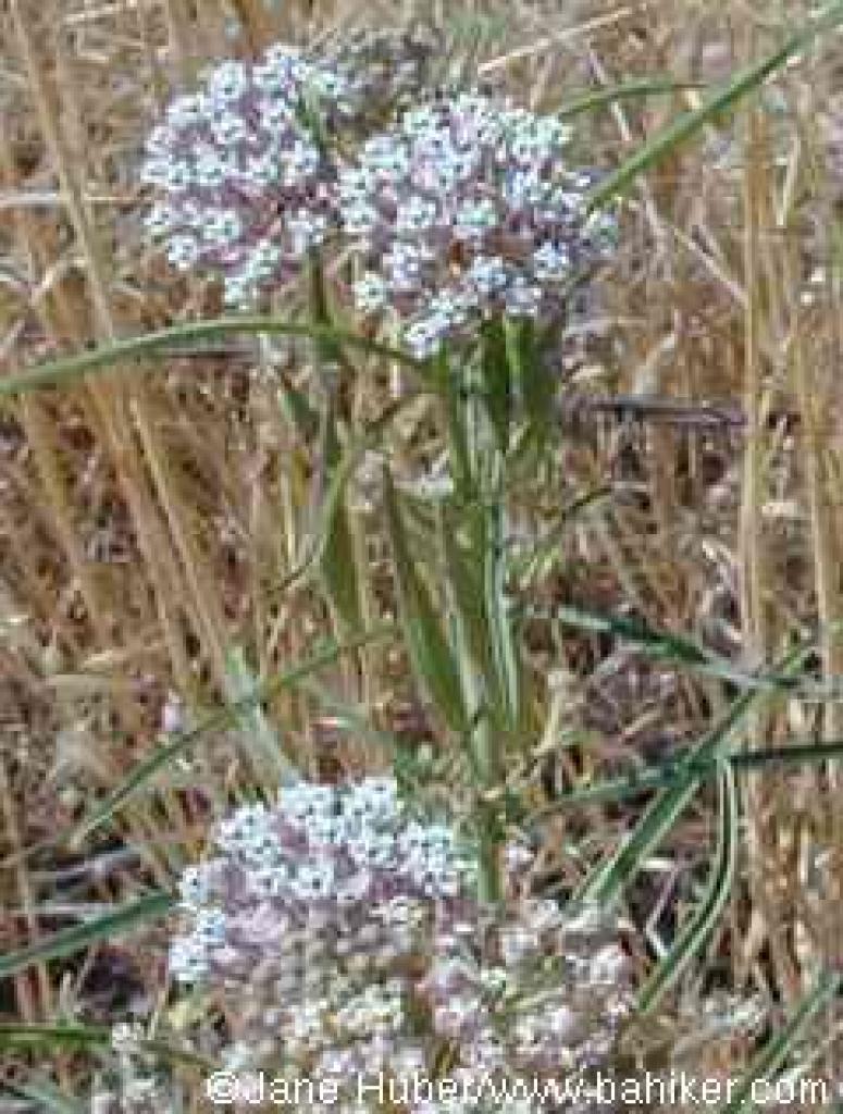 Narrow-leaf milkweed