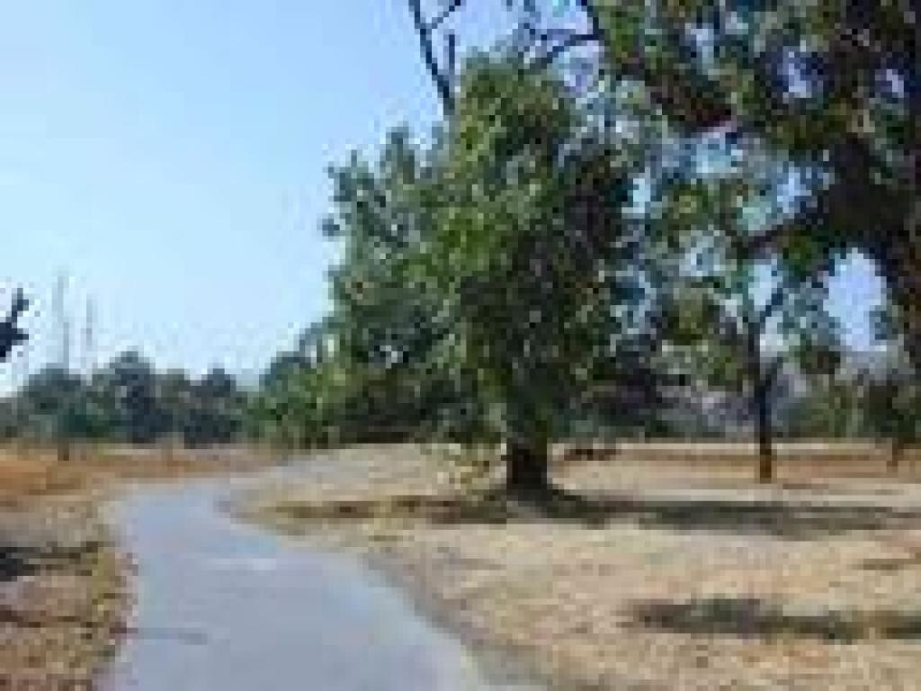 Walnut trees along the trail