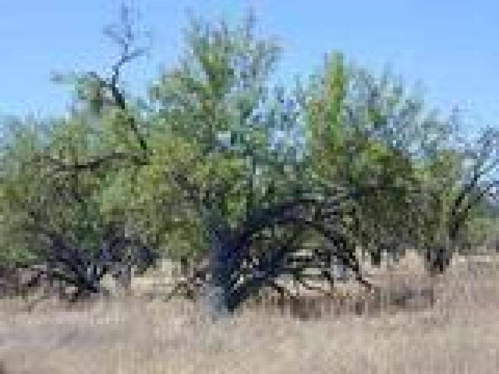 Almond tree