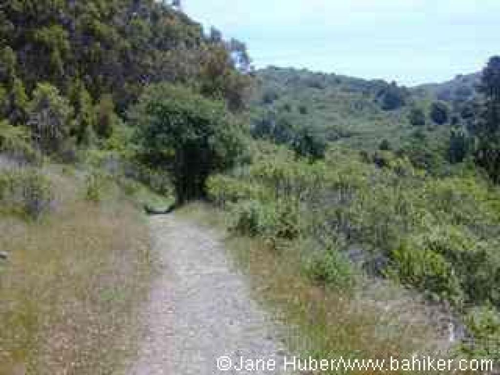 Wildcat Peak Trail