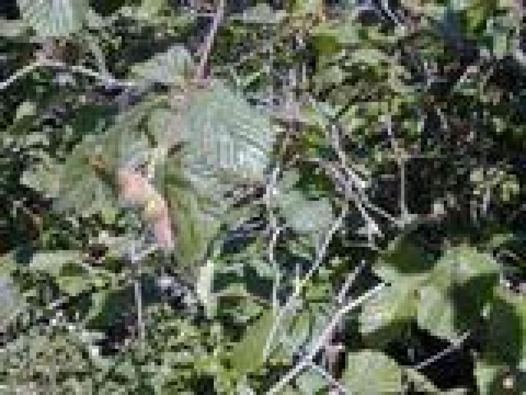 Hazelnut