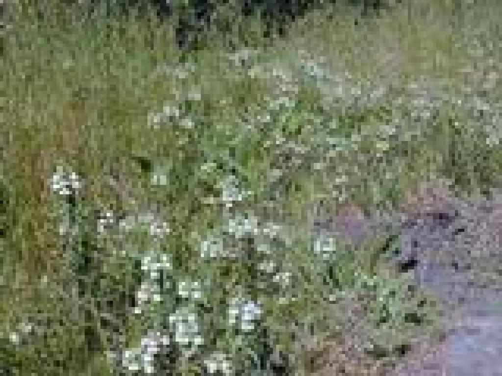 Bellardia