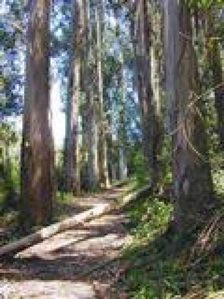 Wildcat Peak Trail