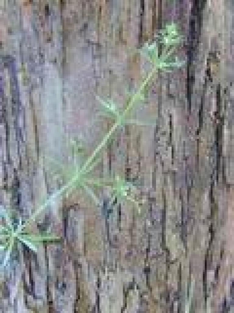 Bedstraw