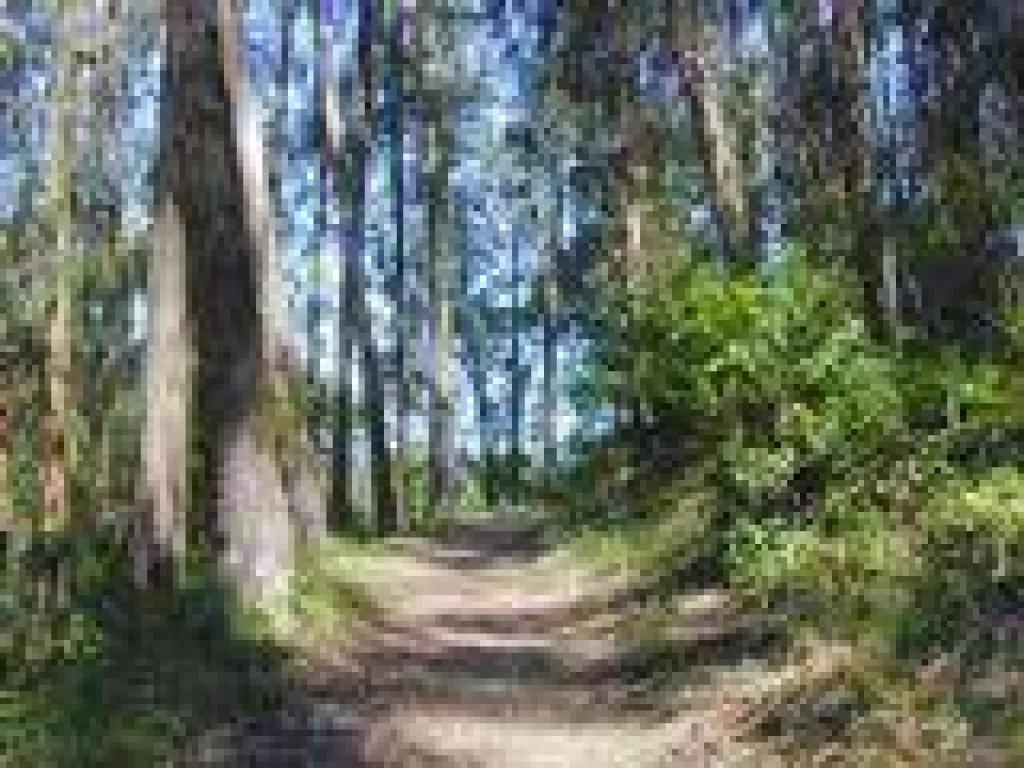 Wildcat Peak Trail