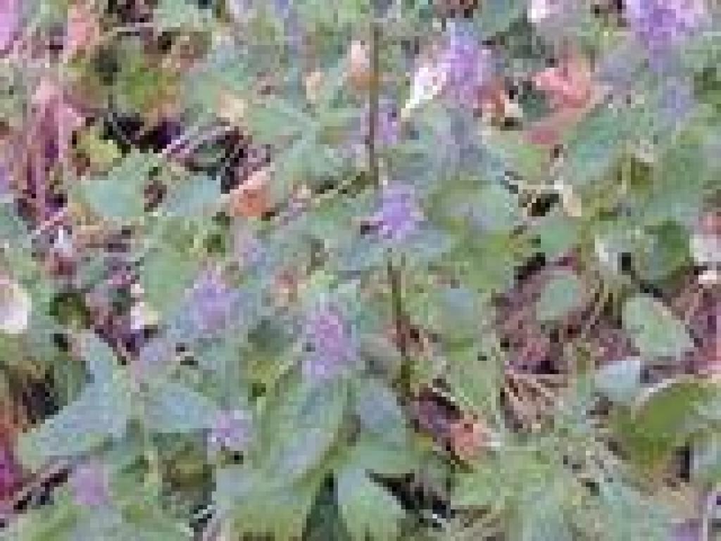 Hedge nettle