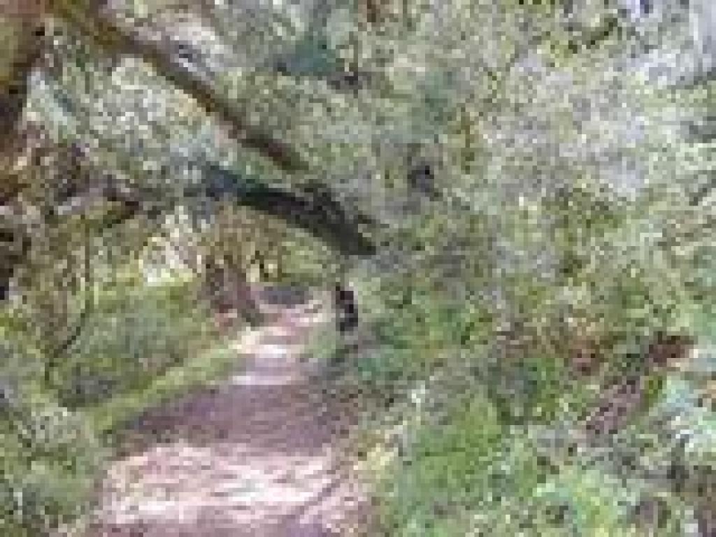 Bays on the side of the trail