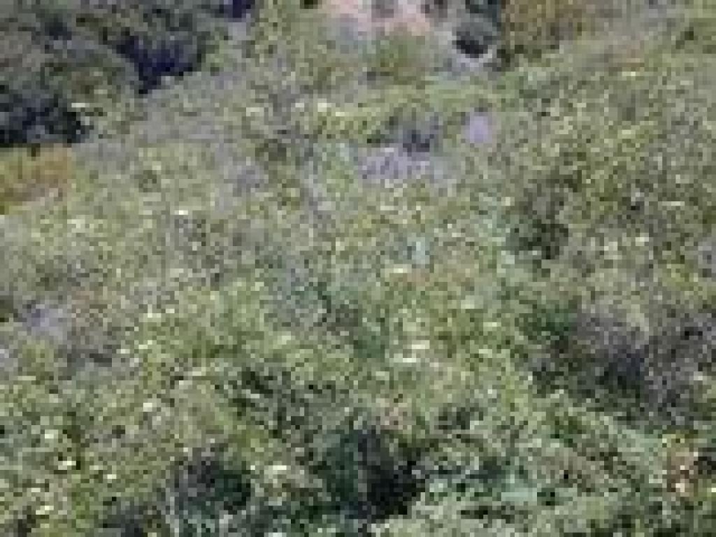 Blue elderberry