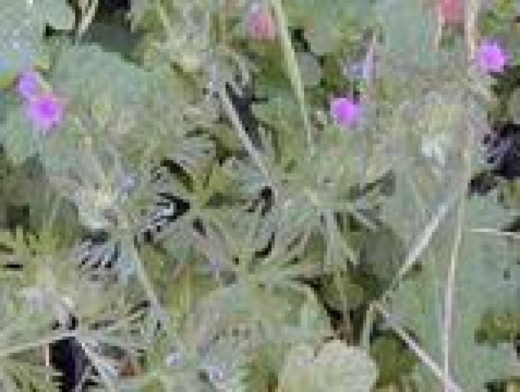 Cutleaf geranium