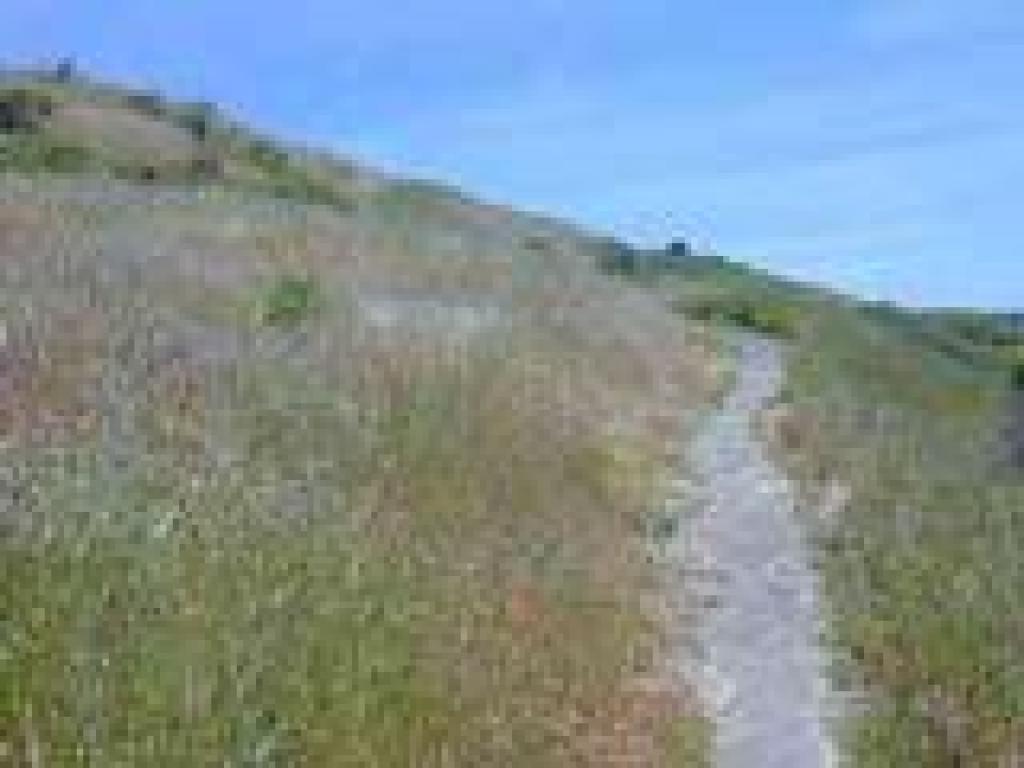 Ascending through grassland