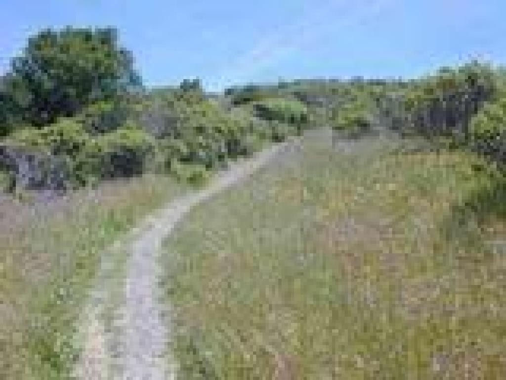 Mule ear sunflowers along the trail