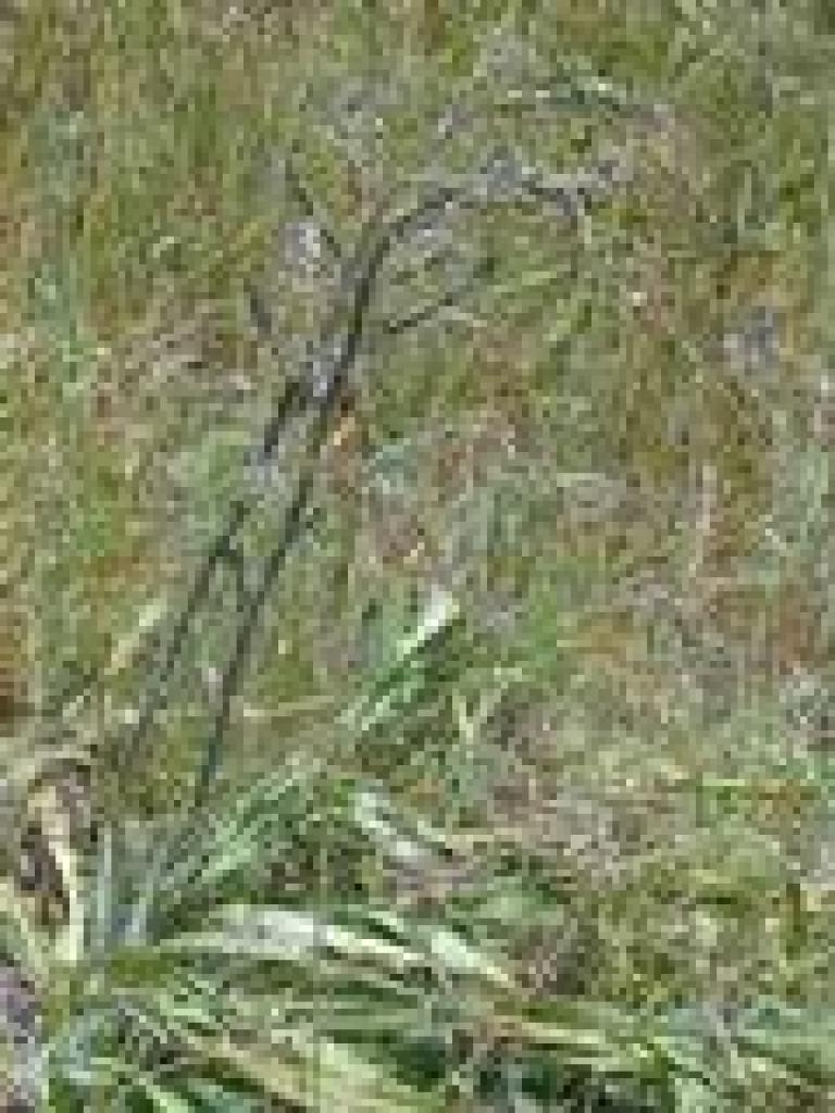 Soap plant