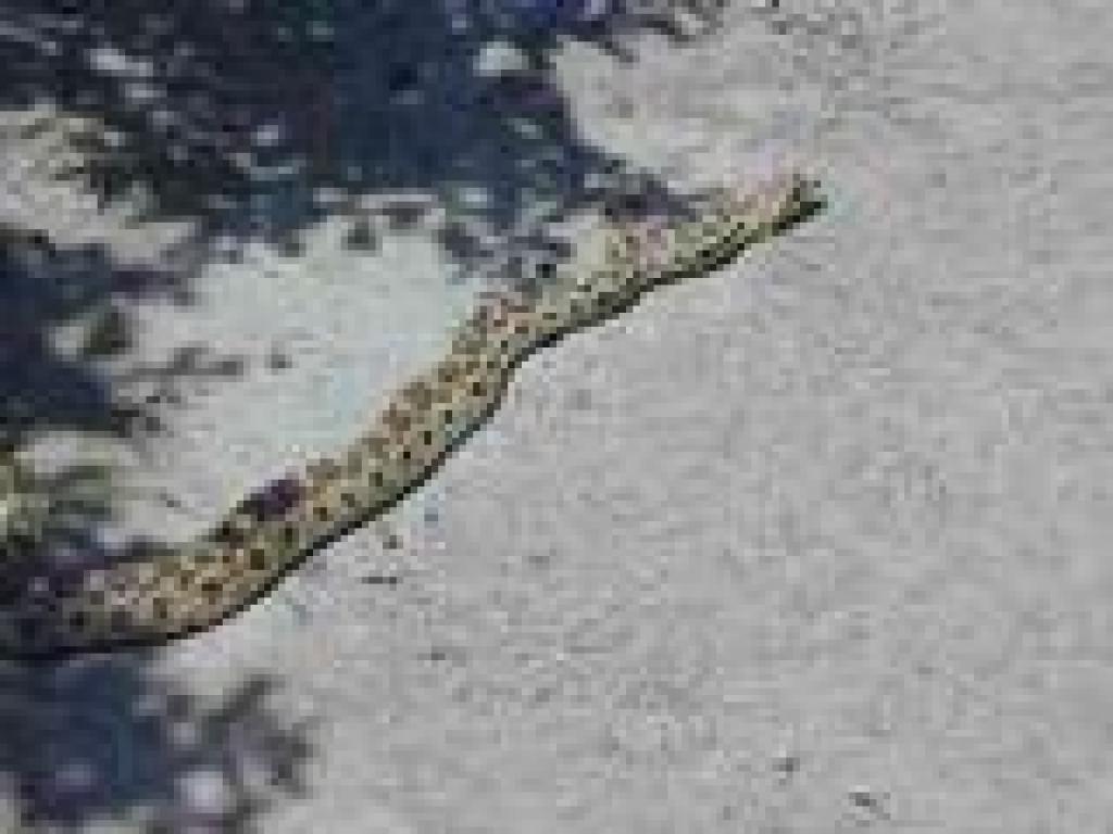 Gopher snake