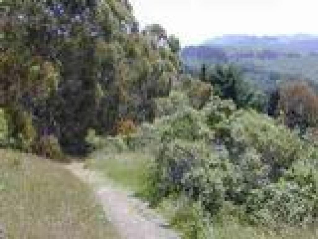 Trail to Laurel Canyon Road