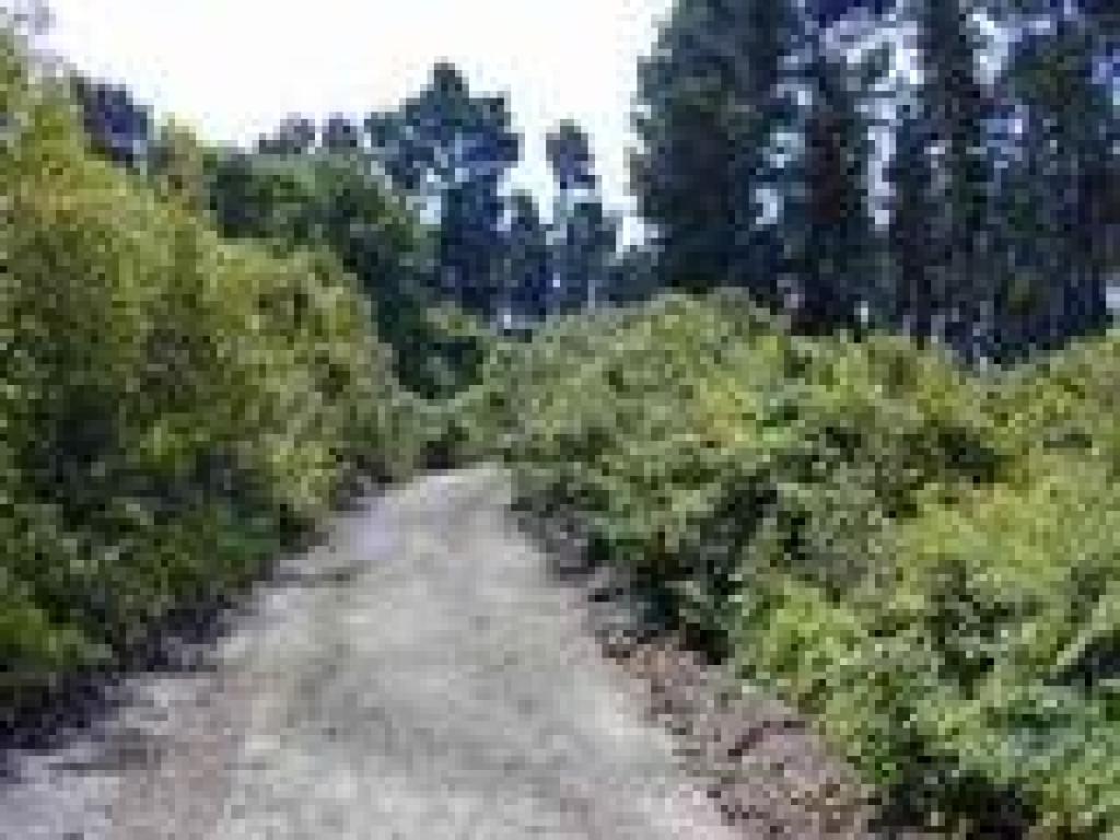 Laurel Canyon Road