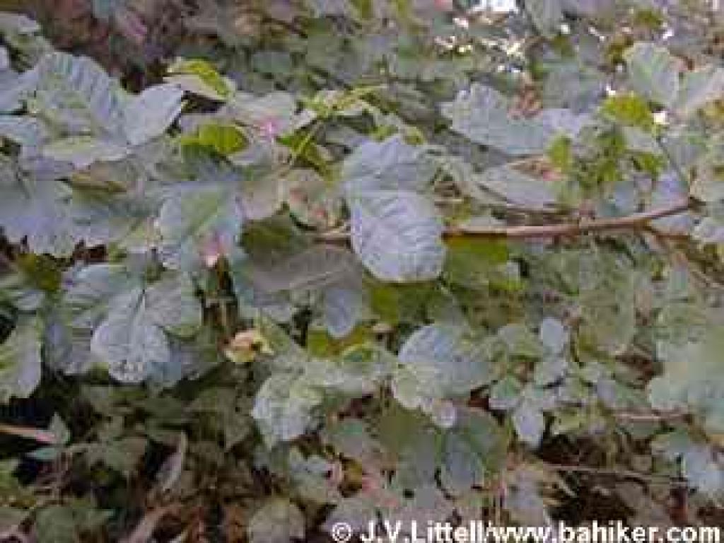 Poison oak photo