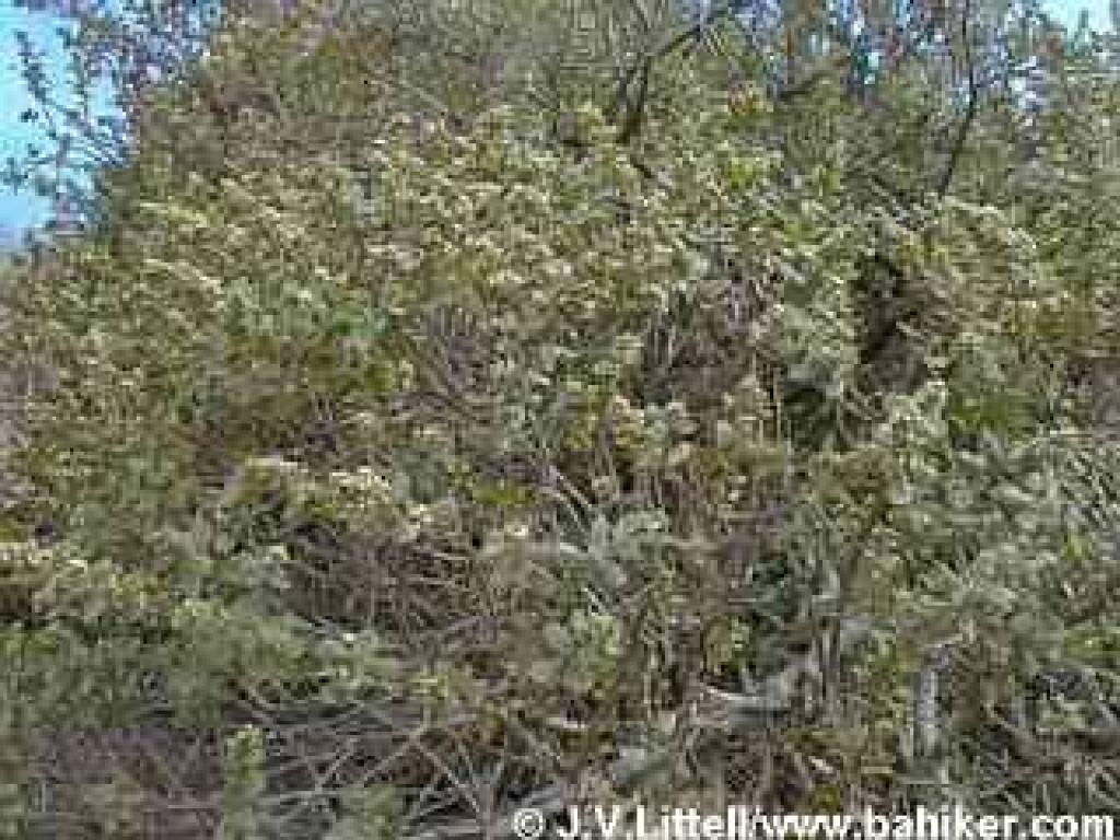 Coyote brush photo