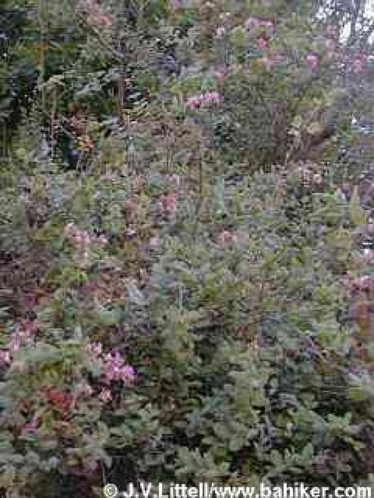 Honeysuckle