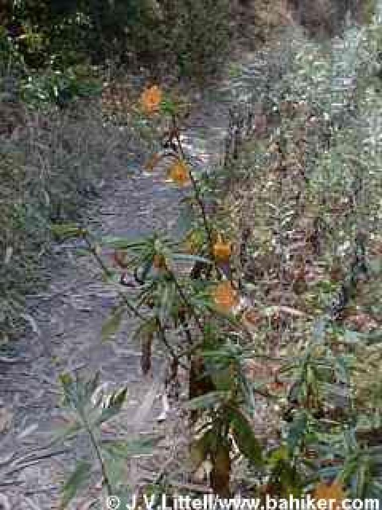Monkeyflower in summer