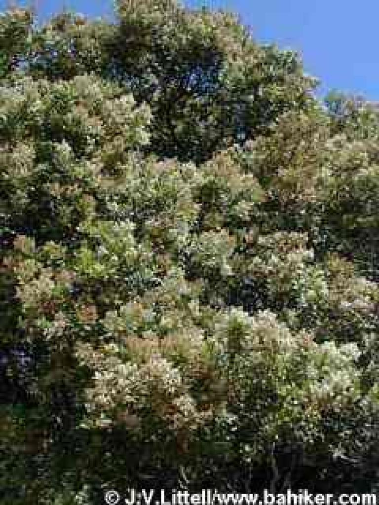 Toyon photo