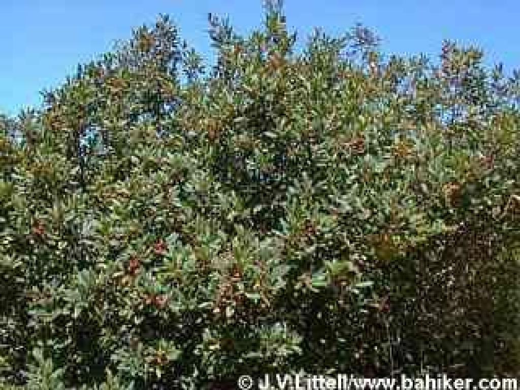 Thriving coffeeberry in summer
