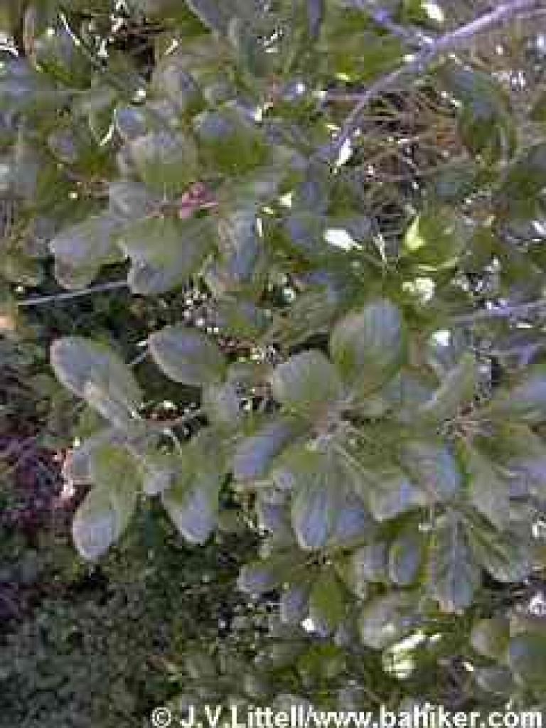Coast live oak photo