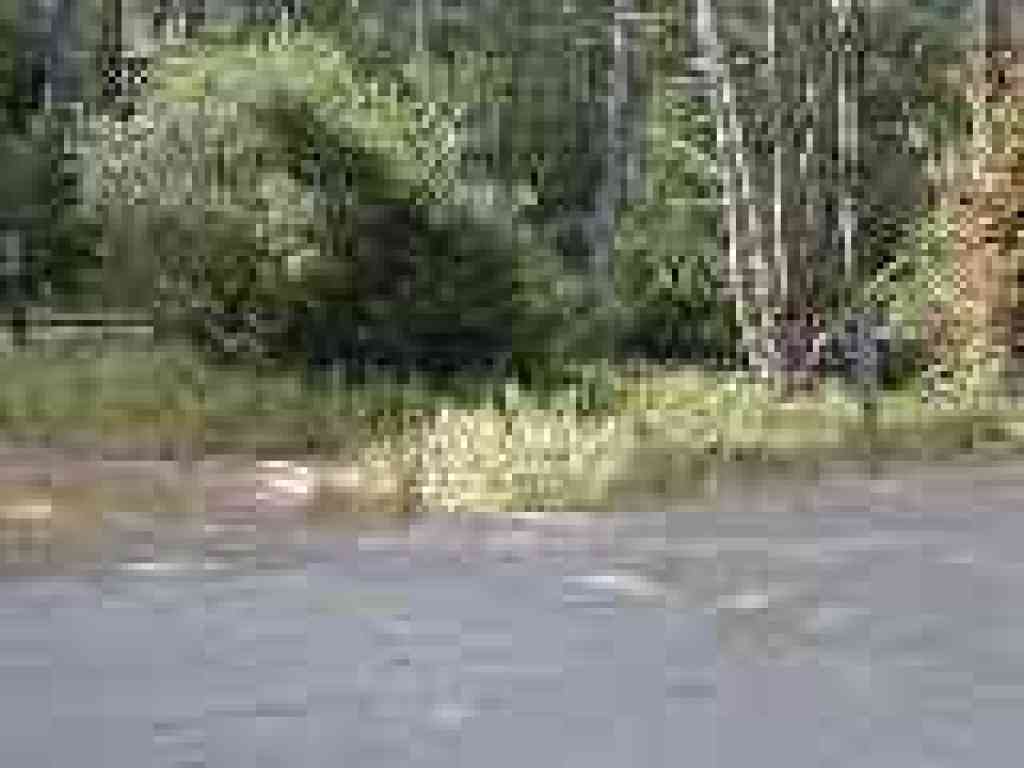 Junction with Currant Trail